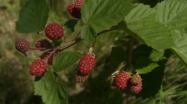 Olgun böğürtlen dalı