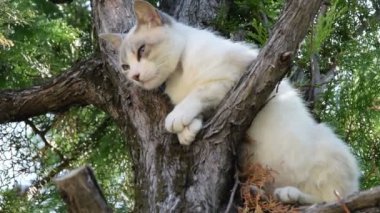 Beyaz kedi bir ağaç üzerinde uyuyor