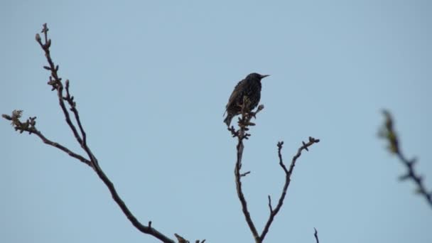 Starling Bird Branches Walnut — Stock Video