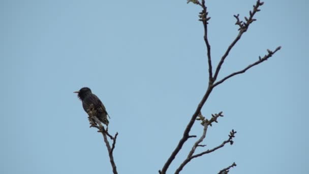 ウォルナットの枝にムクドリ鳥 — ストック動画