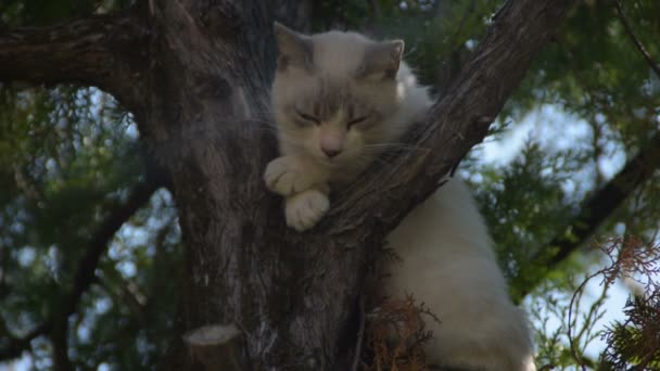 Gato Blanco Durmiendo Árbol — Vídeo de stock