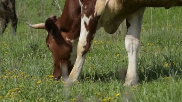 特写放牧褐色白母牛 — 图库视频影像