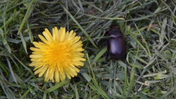 Dung Beetle Geotrupes Stercorarius Musta Vika Ruoholla Lähellä Voikukkaa — kuvapankkivideo