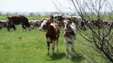 Yeşil bir çayırda otlayan inek sürüsü.