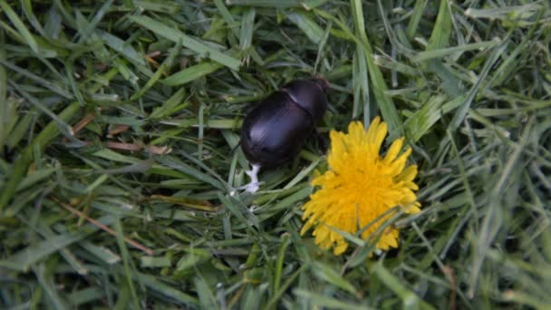 Escarabajo Del Estiércol Geotrupes Stercorarius Escarabajo Negro Hierba Cerca Diente — Vídeo de stock