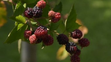 2 in 1 olgun böğürtlen dalı