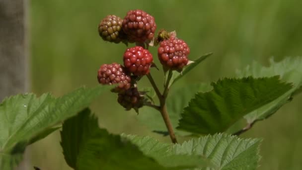 Zralé Blackberry Větvi — Stock video