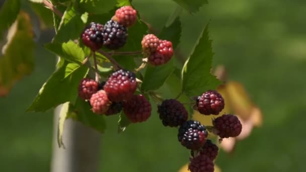 Ripe Blackberry Branch — Stock Video