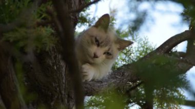 Beyaz kedi bir ağaç üzerinde uyuyor