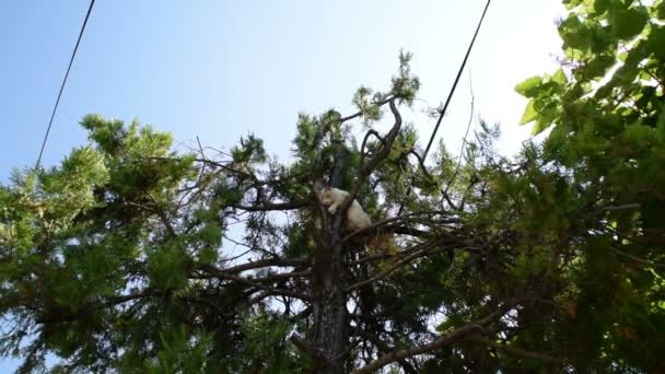 Chat Blanc Dormant Sur Arbre — Video