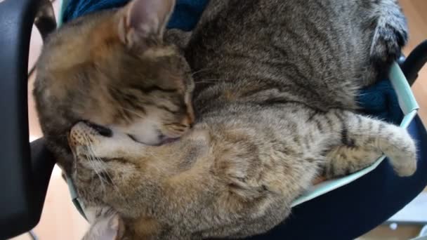 Dos Gatos Tabby Limpiándose Entre — Vídeo de stock