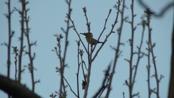 Moineau Sur Une Branche — Video