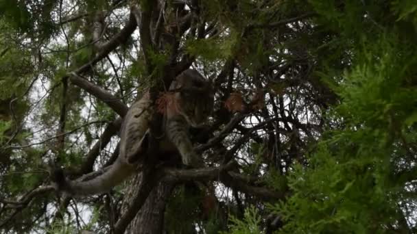 Ağaçtaki Tekir Kedi — Stok video