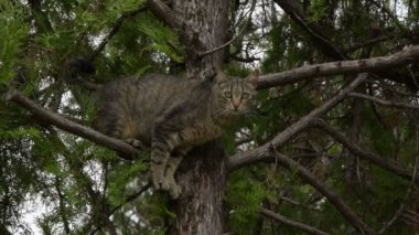 Ağaçtaki tekir kedi
