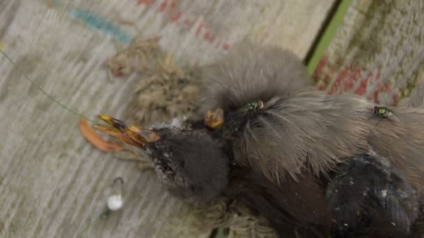 Död Fågel Täckt Med Flugor — Stockvideo