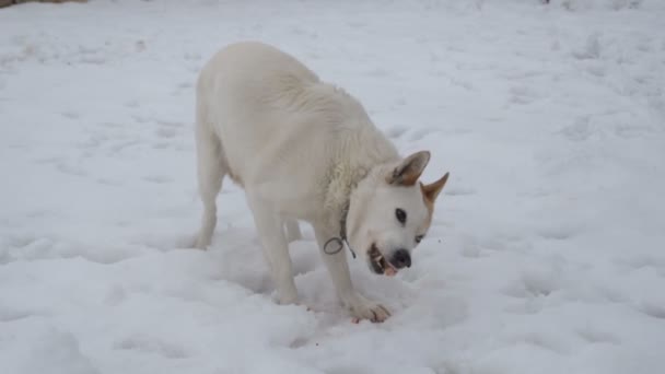 Vit Hund Äta Snön — Stockvideo
