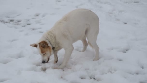 Biały Pies Jedzenie Śniegu — Wideo stockowe