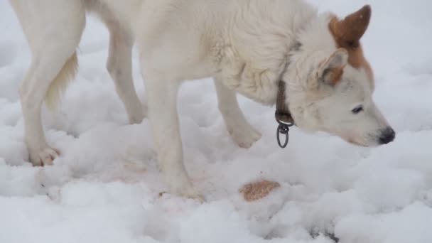 Vit Hund Äta Snön — Stockvideo