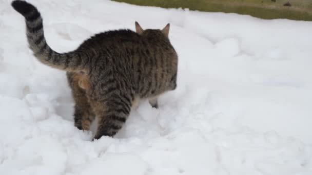 Tabby Cat Snow — Stock Video