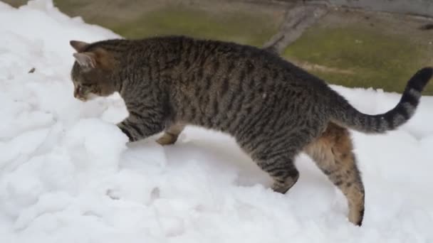 Tabby Katt Snön — Stockvideo