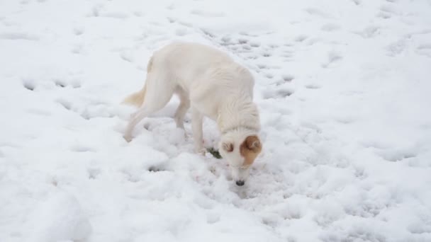 白狗在雪地里吃东西 — 图库视频影像