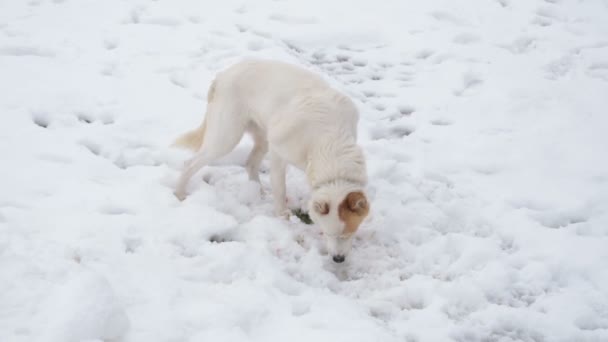 Cão Branco Comendo Neve — Vídeo de Stock