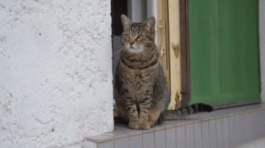 penceresinde dışında tekir kedi