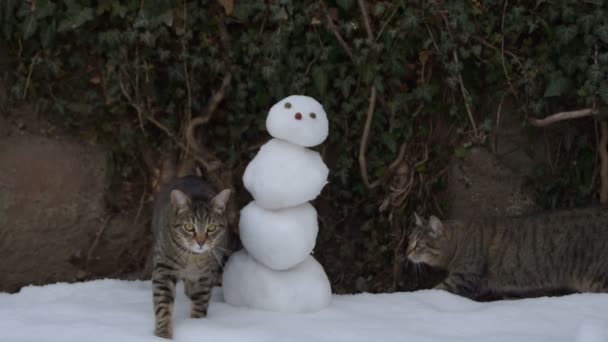 两只虎猫探索冬天的魔力 — 图库视频影像