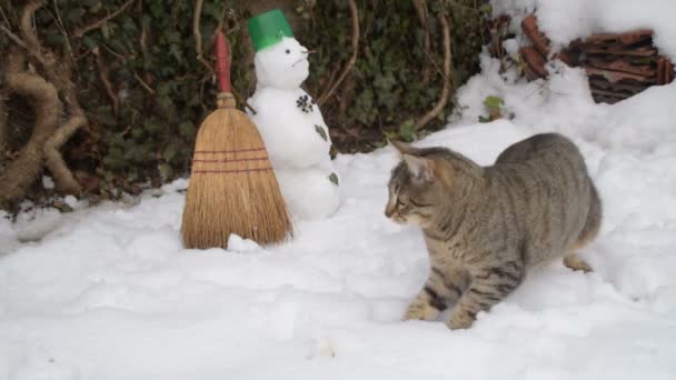 Tabby Katt Griper Snöbollar Nära Snögubbe — Stockvideo