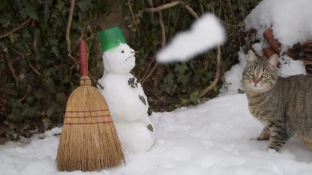 Cyperse Kat Grijpt Sneeuwballen Buurt Van Sneeuwpop — Stockvideo