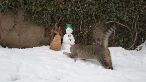 Pręgowany Kot Łapie Śnieżkami Pobliżu Bałwana — Wideo stockowe
