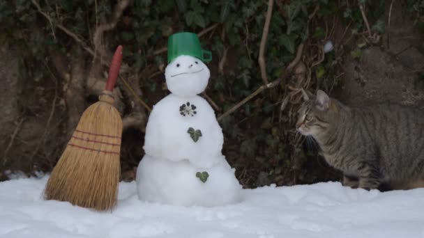 Tabby Katze Und Schneemann Einem Kalten Wintertag — Stockvideo