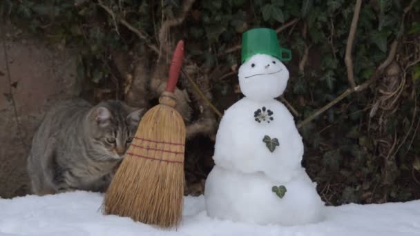 小猫和雪人在一个寒冷的冬天的一天 — 图库视频影像