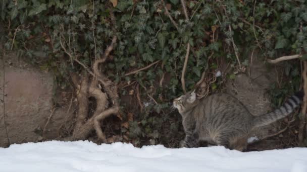 Funny Tabby Cat Tries Catch Snowballs Winter Day — Stock Video