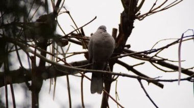 kumrum kar düşer iken bir ağaç dalı üzerinde