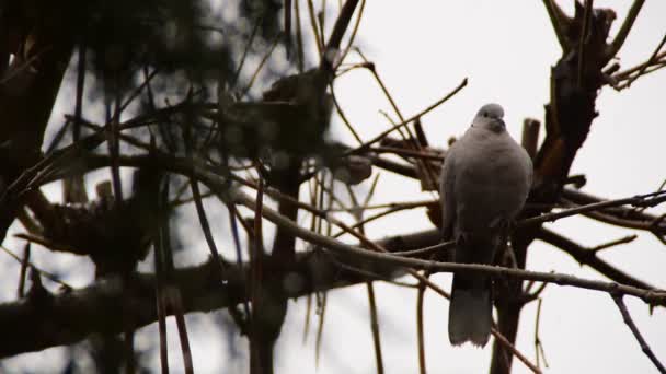 Turtledove Grenen Ett Träd Medan Snön Faller — Stockvideo