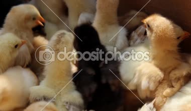 karton kutular içinde sarı tavuk