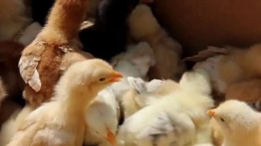 karton kutular içinde sarı tavuk