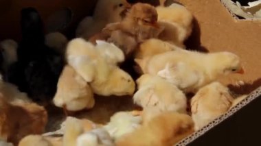 karton kutular içinde sarı tavuk