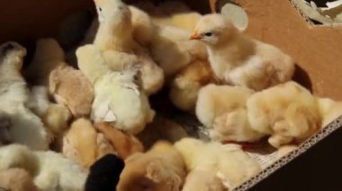 karton kutular içinde sarı tavuk