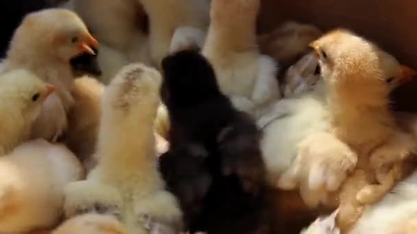 Gelbe Hühner Kartons — Stockvideo