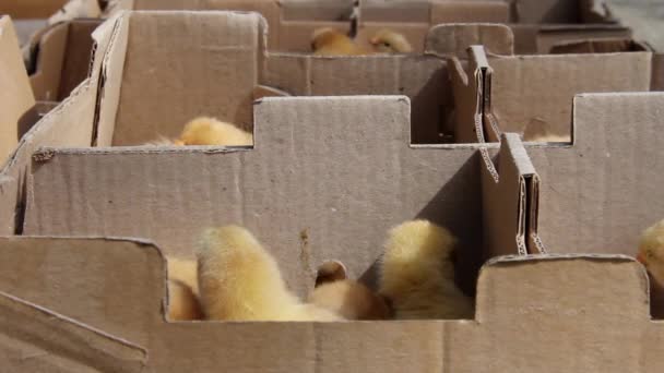 Pollos Amarillos Cajas Cartón — Vídeos de Stock