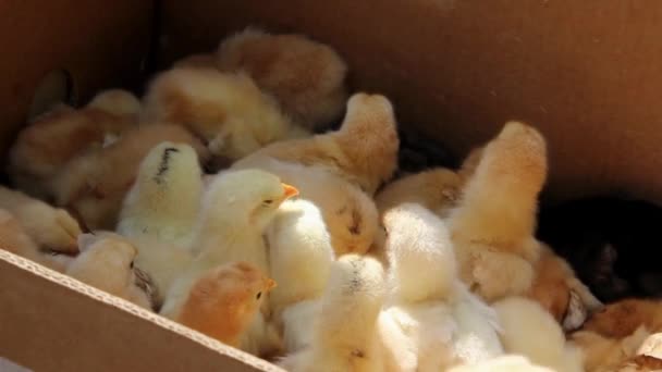 Poulets Jaunes Dans Des Boîtes Carton — Video