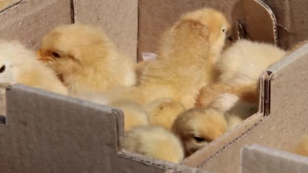 在纸板箱的黄色小鸡 — 图库视频影像