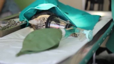 hayvan cerrahi, anestezi devresi set nefes ile kedi