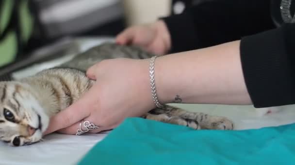 妇女的手把猫在手术台上麻醉 — 图库视频影像