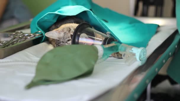 Cirugía Animal Gato Con Circuito Respiratorio Anestesia — Vídeo de stock