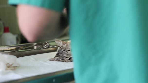 Gato Uma Mesa Cirurgia Com Médicos Torno Dela — Vídeo de Stock