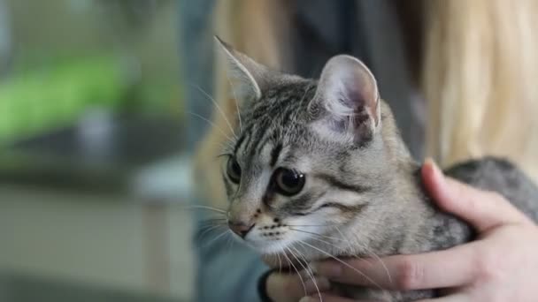 Ägare Petting Skrämd Katt Veterinärer — Stockvideo