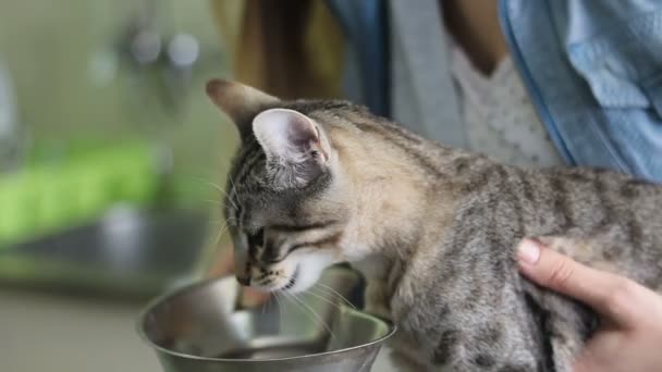 Gato Con Náuseas Por Anestesia — Vídeo de stock